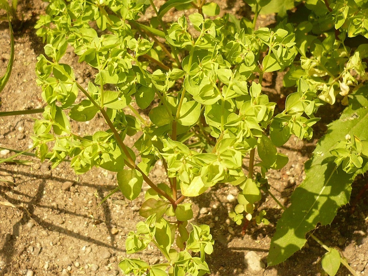 Euphorbia peplus (Euphorbiaceae)